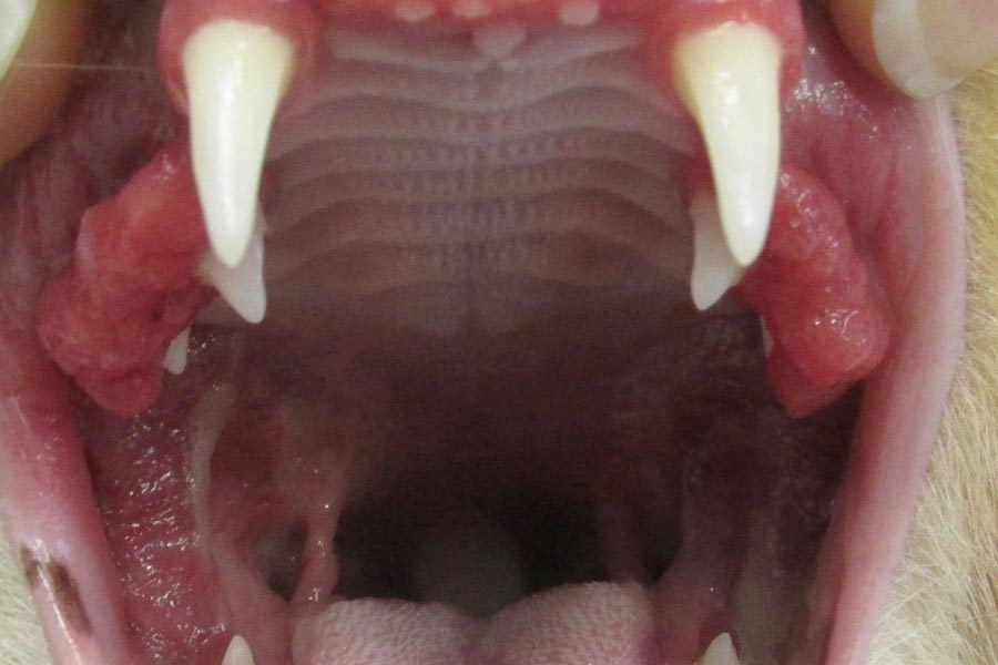 Oral Medical Conditions